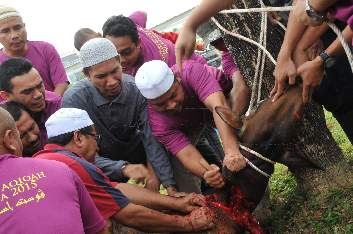 PRO15 150 KORBAN HAS 6790